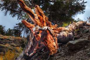 Bristlecone root-9183